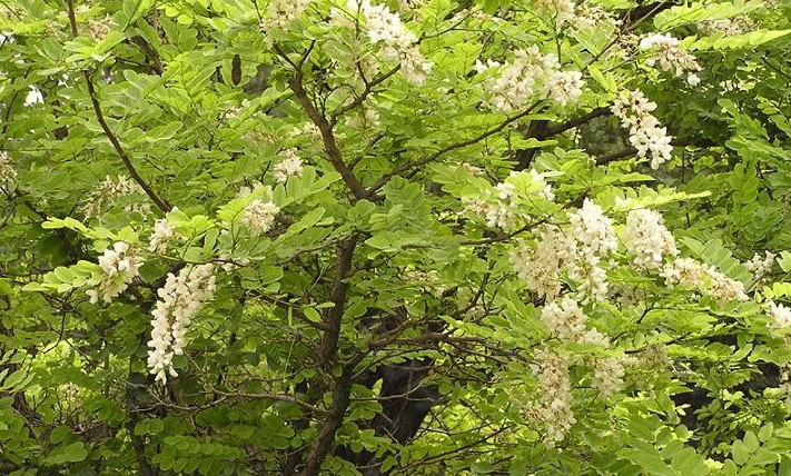 我國(guó)常見(jiàn)的蜜源樹(shù)種有哪些（什么樹(shù)蜜源最好）