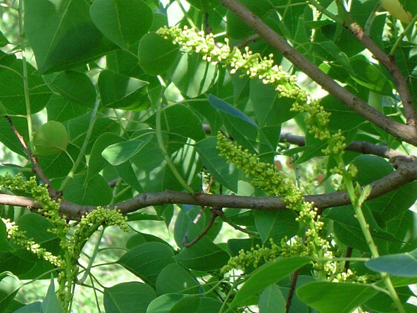 我國(guó)常見(jiàn)的蜜源樹(shù)種有哪些（什么樹(shù)蜜源最好）