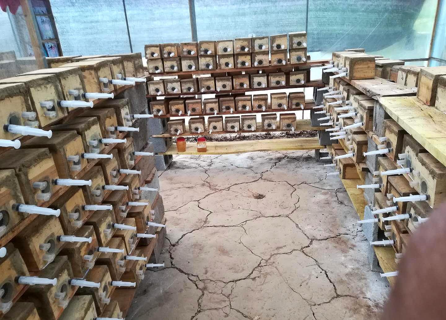 胡蜂養殖市場分析(學點皮毛輕松掌握胡蜂養殖技術) 胡蜂養殖市場分析(學點皮毛輕松掌握胡蜂養殖技術)