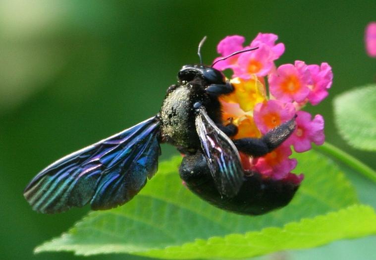 東北黑蜂是土蜂還是意蜂(東北黑蜂和中華蜜蜂的區別) 東北黑蜂是土蜂還是意蜂(東北黑蜂和中華蜜蜂的區別)