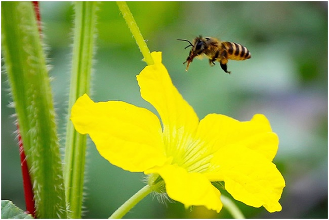 為什么要關(guān)蜂王？