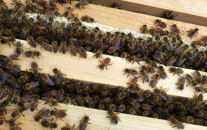 春繁蜜蜂怎么樣做起群快(蜜蜂怎么起群) 春繁蜜蜂怎么樣做起群快(蜜蜂怎么起群)