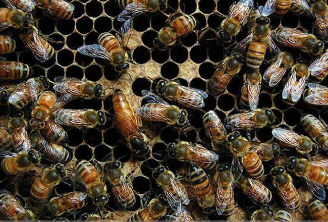 【蜜蜂知識】東北黑蜂有哪些缺點? 【蜜蜂知識】東北黑蜂有哪些缺點?