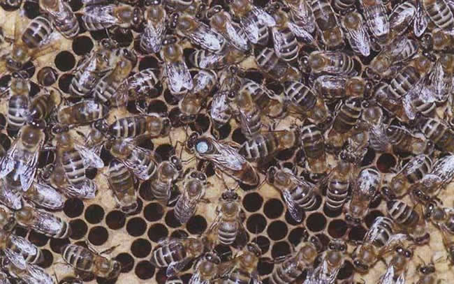 【蜜蜂知識】東北黑蜂有哪些缺點? 【蜜蜂知識】東北黑蜂有哪些缺點?