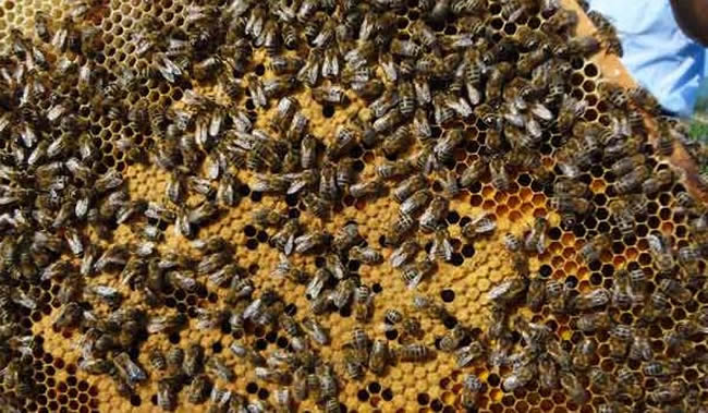 【蜜蜂知識】東北黑蜂有哪些缺點? 【蜜蜂知識】東北黑蜂有哪些缺點?