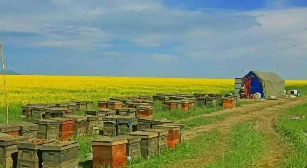 新手養(yǎng)蜂注意事項有哪些？