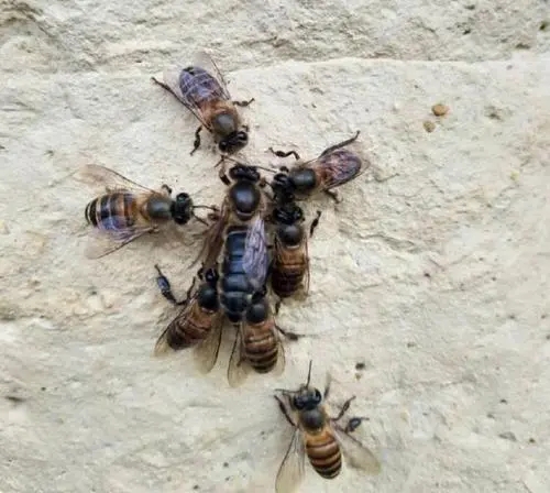 如何確定蜂王是否交尾(蜂王出去交尾幾次能成功) 如何確定蜂王是否交尾(蜂王出去交尾幾次能成功)