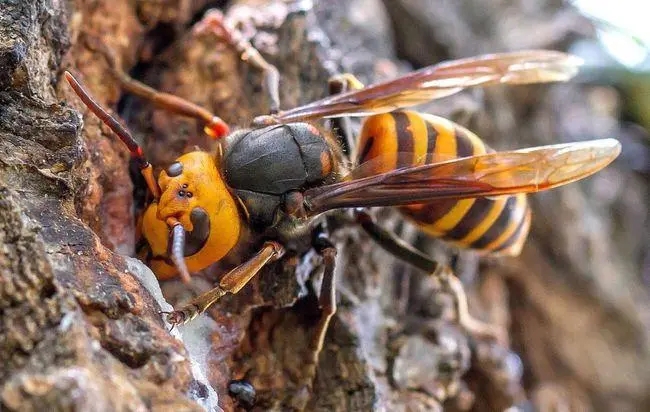 一萬(wàn)只中蜂有多重