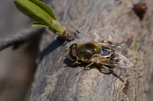 中蜂處女王可以關幾天（中蜂養殖，蜂王可以關幾天）