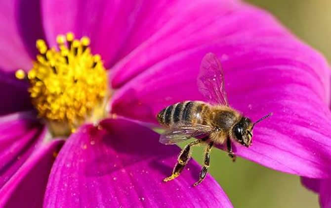 被蜜蜂蟄了為什么找不到刺 被蜜蜂蟄了為什么找不到刺