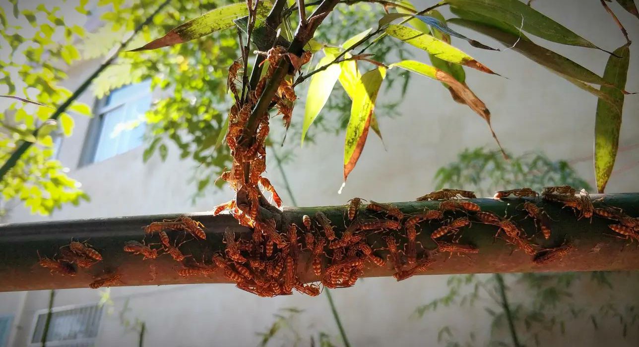 馬蜂是什么蜂（馬蜂的簡要介紹）