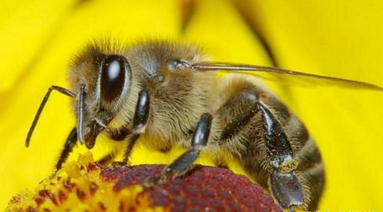 阿壩中蜂王能維持多少脾（工蜂在多少脾時(shí)蜂王產(chǎn)卵最多）