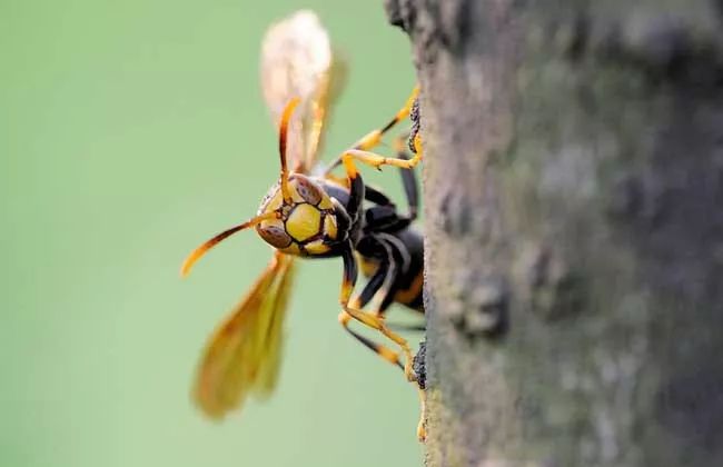 胡蜂養殖前景與市場(胡蜂養殖前景怎么樣) 胡蜂養殖前景與市場(胡蜂養殖前景怎么樣)