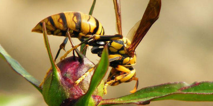 黃蜂有蜂蜜嗎(黃蜂的生活習(xí)性) 黃蜂有蜂蜜嗎(黃蜂的生活習(xí)性)
