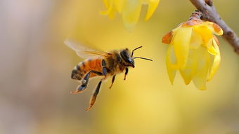 蜜蜂養(yǎng)殖管理技術(shù)秘訣和心得體會(huì)（蜜蜂養(yǎng)殖三大原則）