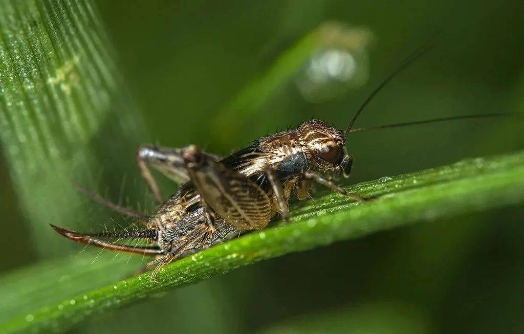 蟋蟀是益蟲還是害蟲(蟋蟀的用途和作用) 蟋蟀是益蟲還是害蟲(蟋蟀的用途和作用)