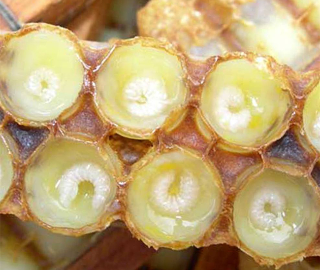 蜜蜂是完全變態發育嗎（蜜蜂的完全變態發育過程）