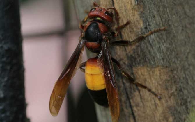 黃腰虎頭蜂是保護動物嗎（黃腰虎頭蜂的介紹）