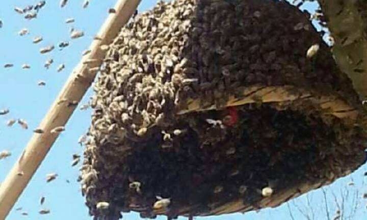 中蜂囊狀幼蟲病如何防治? 中蜂囊狀幼蟲病如何防治?