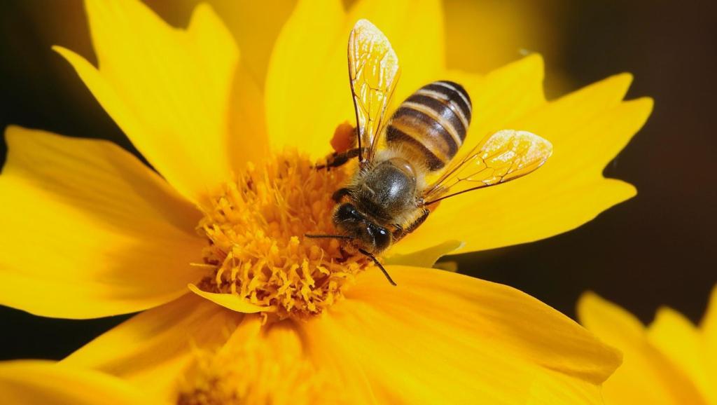 養(yǎng)蜂十二口訣(養(yǎng)蜂四季口訣) 071223KBS頭腦王.愛因斯坦 特強敏海剪輯中字⑵