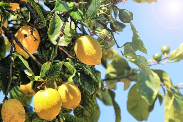 檸檬產地在哪里(檸檬主要產地和代表品種) 檸檬產地在哪里(檸檬主要產地和代表品種)