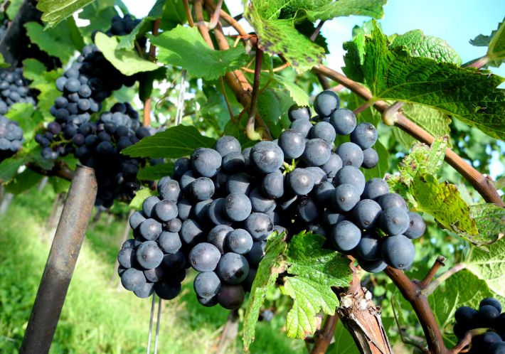 黑加侖葡萄是什么品種(黑加侖品種介紹和加工工藝) 黑加侖葡萄是什么品種(黑加侖品種介紹和加工工藝)