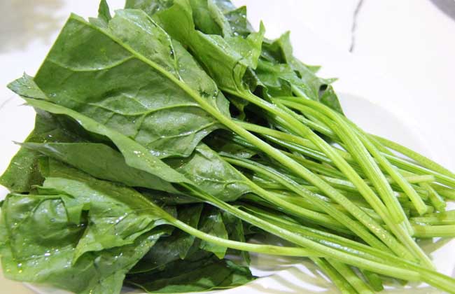 菠菜保存多久才不會變質(常溫菠菜保存時間) 菠菜保存多久才不會變質(常溫菠菜保存時間)