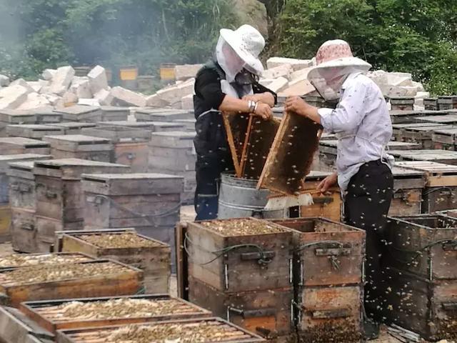 蜜蜂養(yǎng)殖入門教程(新手養(yǎng)蜂入門技術(shù)) 蜜蜂養(yǎng)殖入門教程(新手養(yǎng)蜂入門技術(shù))