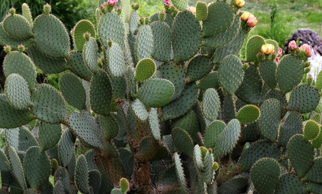 仙人掌有葉子嗎(仙人掌葉子的特征和常見(jiàn)品種) 仙人掌有葉子嗎(仙人掌葉子的特征和常見(jiàn)品種)