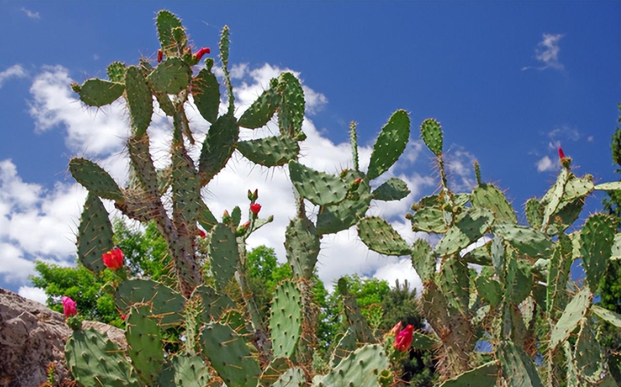 仙人掌有葉子嗎(仙人掌葉子的特征和常見(jiàn)品種) 仙人掌有葉子嗎(仙人掌葉子的特征和常見(jiàn)品種)