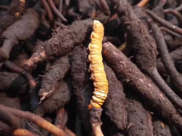 冬蟲夏草究竟是蟲還是草 冬蟲夏草究竟是蟲還是草