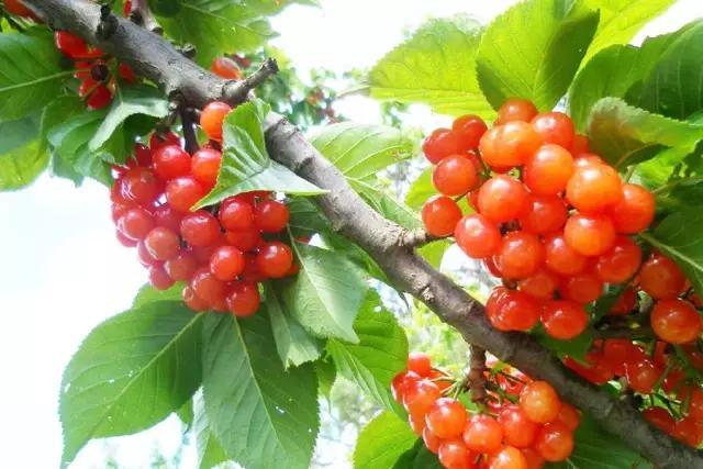 摘櫻桃是幾月份(摘櫻桃時間和方法) 摘櫻桃是幾月份(摘櫻桃時間和方法)