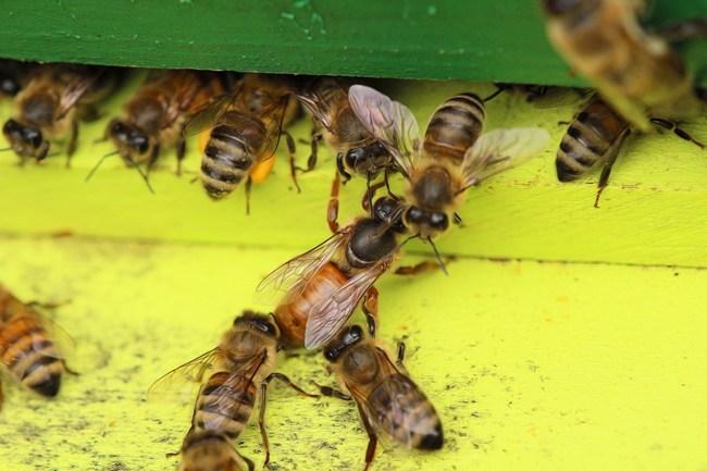 為什么雄蜂和蜂后交配完就會(huì)死 為什么雄蜂和蜂后交配完就會(huì)死