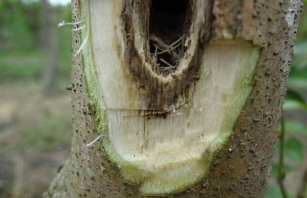 白木香是沉香嗎(白木香和沉香的區(qū)別) 白木香是沉香嗎(白木香和沉香的區(qū)別)