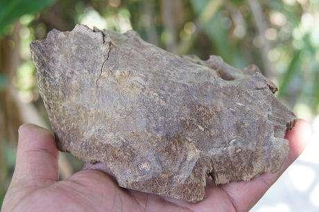 白木香是沉香嗎(白木香和沉香的區(qū)別) 白木香是沉香嗎(白木香和沉香的區(qū)別)