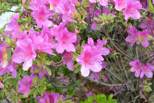 小葉杜鵑是什么科屬植物(小葉杜鵑的介紹及常見品種) 小葉杜鵑花怎么養才好看 小葉杜鵑花的養殖方法和注意事項