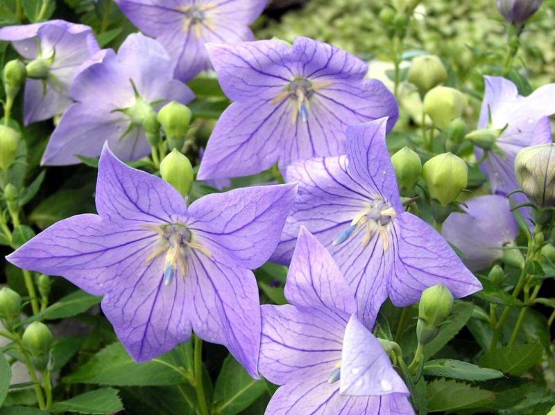 洋桔梗和桔梗是一種嗎(洋桔梗和桔梗的區(qū)別) 洋桔梗和桔梗是一種嗎(洋桔梗和桔梗的區(qū)別)