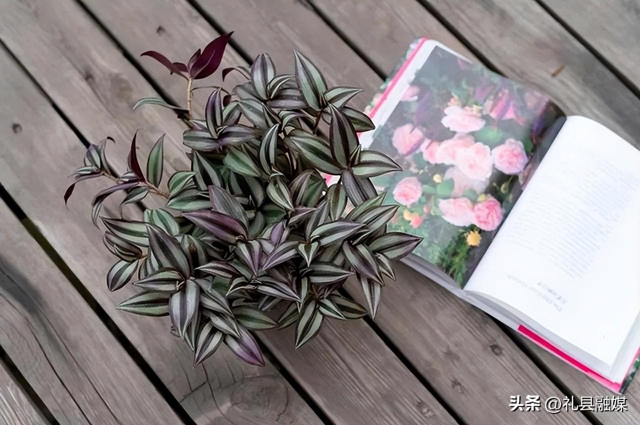 吊籃都有哪些品種圖片(常見的18個吊蘭種類及圖片) 吊籃都有哪些品種圖片(常見的18個吊蘭種類及圖片)