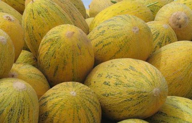 哈密瓜的英文怎么讀寫(哈密瓜科屬介紹) 哈密瓜的英文怎么讀寫(哈密瓜科屬介紹)