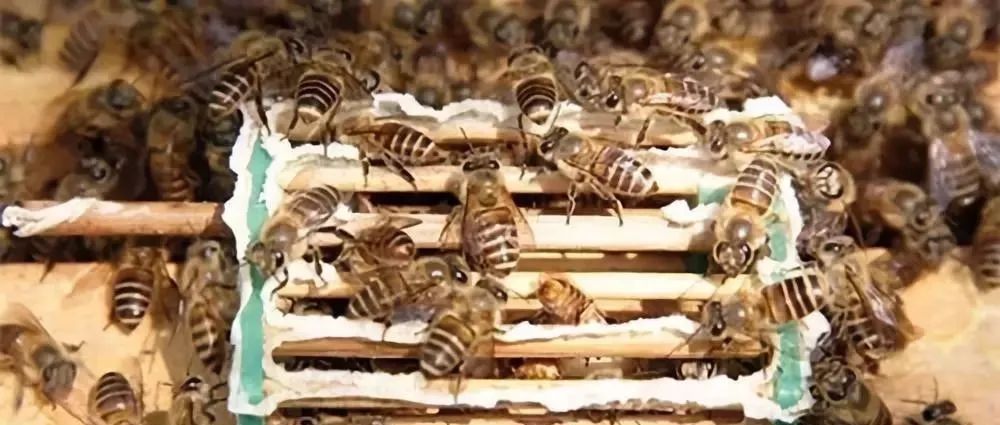 養(yǎng)蜂四大必備技能有哪些(養(yǎng)蜂實(shí)用技術(shù)) 養(yǎng)蜂四大必備技能有哪些(養(yǎng)蜂實(shí)用技術(shù))