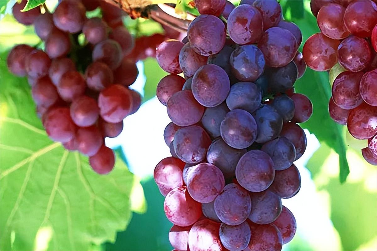 葡萄種類(lèi)名稱(chēng)及圖片(常見(jiàn)18種葡萄的區(qū)別及口感) 葡萄種類(lèi)名稱(chēng)及圖片(常見(jiàn)18種葡萄的區(qū)別及口感)