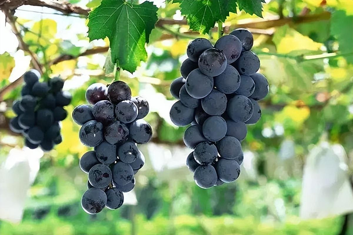 葡萄種類(lèi)名稱(chēng)及圖片(常見(jiàn)18種葡萄的區(qū)別及口感) 葡萄種類(lèi)名稱(chēng)及圖片(常見(jiàn)18種葡萄的區(qū)別及口感)