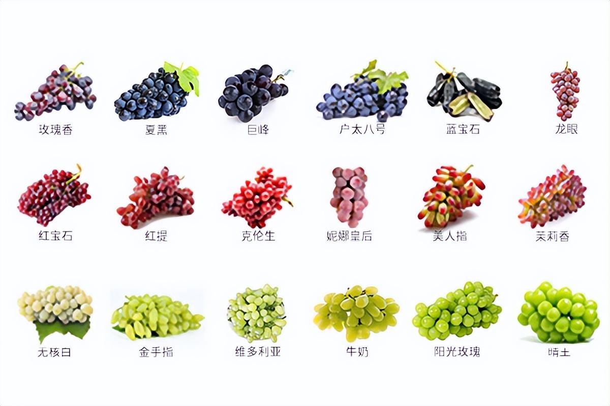 葡萄種類(lèi)名稱(chēng)及圖片(常見(jiàn)18種葡萄的區(qū)別及口感) 葡萄種類(lèi)名稱(chēng)及圖片(常見(jiàn)18種葡萄的區(qū)別及口感)