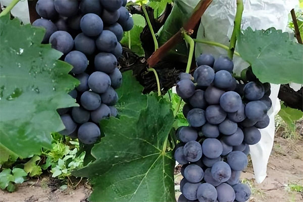 葡萄種類(lèi)名稱(chēng)及圖片(常見(jiàn)18種葡萄的區(qū)別及口感) 葡萄種類(lèi)名稱(chēng)及圖片(常見(jiàn)18種葡萄的區(qū)別及口感)