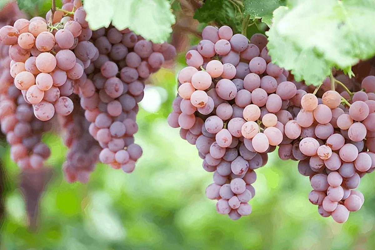 葡萄種類(lèi)名稱(chēng)及圖片(常見(jiàn)18種葡萄的區(qū)別及口感) 葡萄種類(lèi)名稱(chēng)及圖片(常見(jiàn)18種葡萄的區(qū)別及口感)