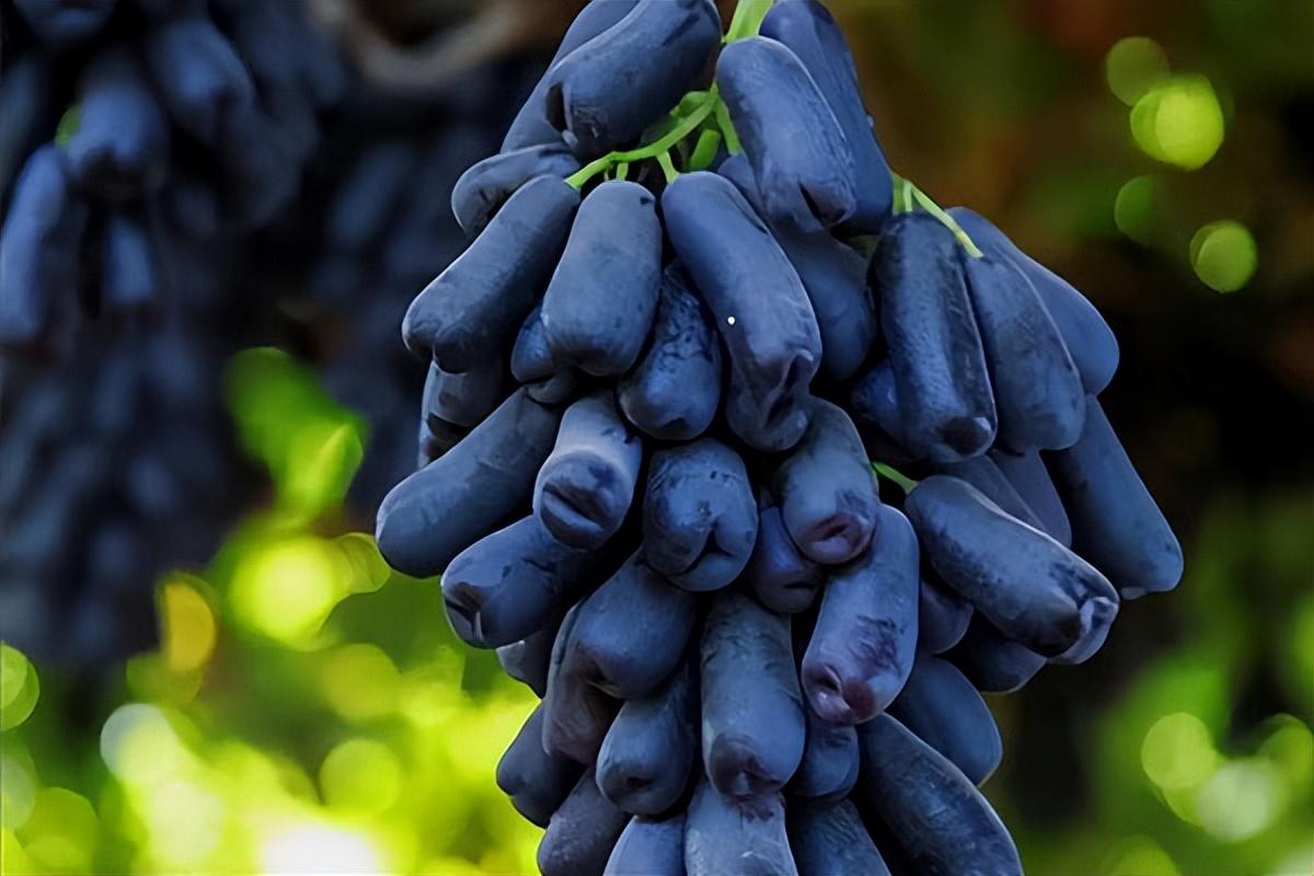 葡萄種類(lèi)名稱(chēng)及圖片(常見(jiàn)18種葡萄的區(qū)別及口感) 葡萄種類(lèi)名稱(chēng)及圖片(常見(jiàn)18種葡萄的區(qū)別及口感)