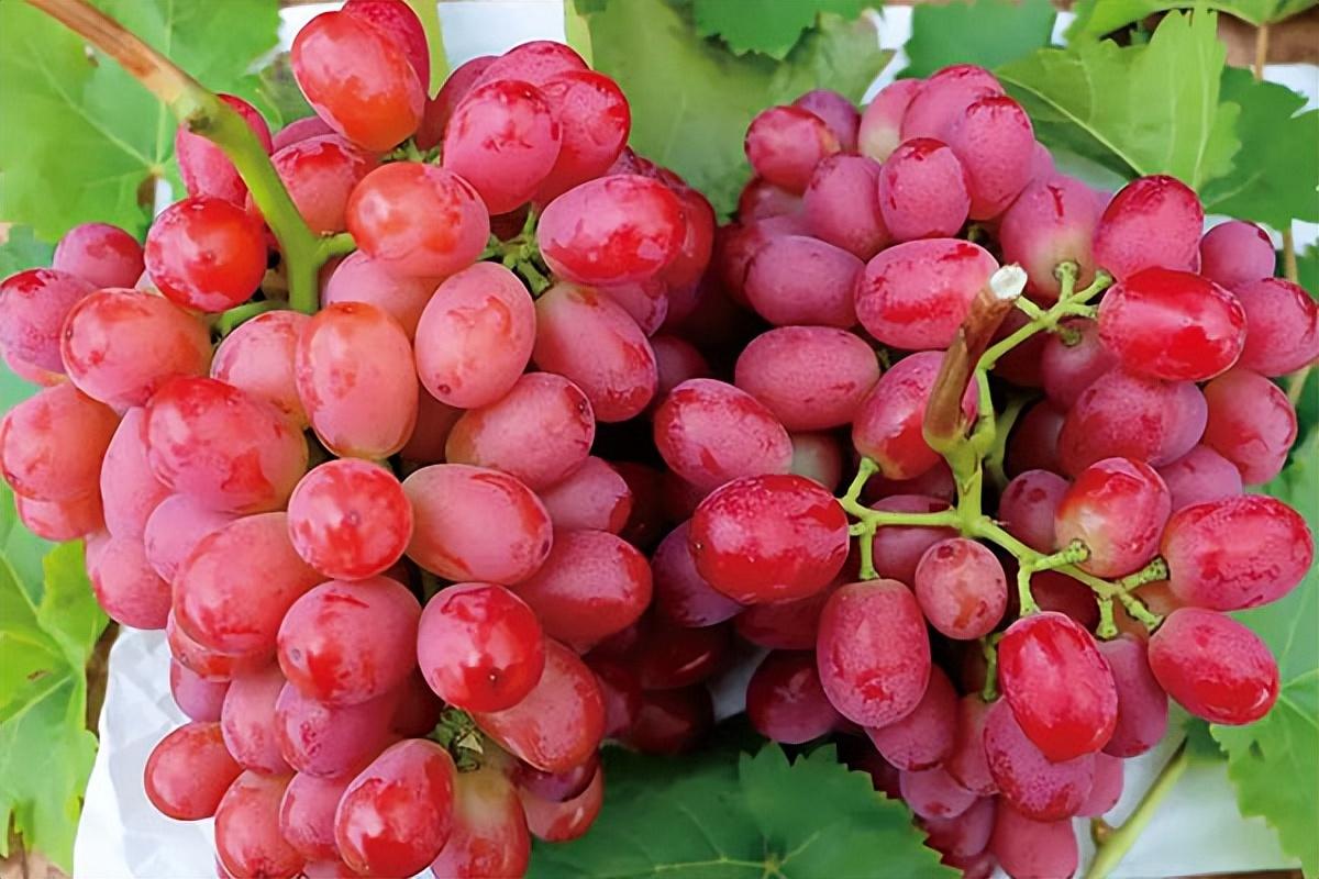 葡萄種類(lèi)名稱(chēng)及圖片(常見(jiàn)18種葡萄的區(qū)別及口感) 葡萄種類(lèi)名稱(chēng)及圖片(常見(jiàn)18種葡萄的區(qū)別及口感)