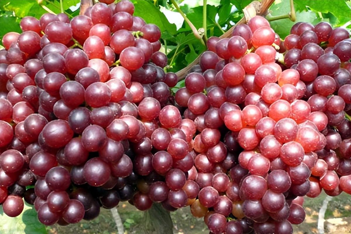 葡萄種類(lèi)名稱(chēng)及圖片(常見(jiàn)18種葡萄的區(qū)別及口感) 葡萄種類(lèi)名稱(chēng)及圖片(常見(jiàn)18種葡萄的區(qū)別及口感)