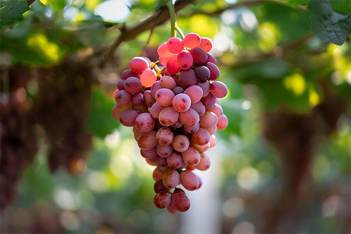 葡萄種類(lèi)名稱(chēng)及圖片(常見(jiàn)18種葡萄的區(qū)別及口感) 葡萄種類(lèi)名稱(chēng)及圖片(常見(jiàn)18種葡萄的區(qū)別及口感)