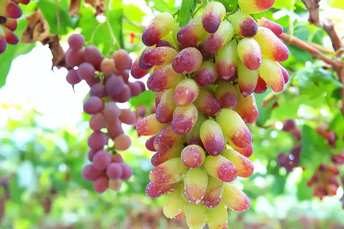 葡萄種類(lèi)名稱(chēng)及圖片(常見(jiàn)18種葡萄的區(qū)別及口感) 葡萄種類(lèi)名稱(chēng)及圖片(常見(jiàn)18種葡萄的區(qū)別及口感)